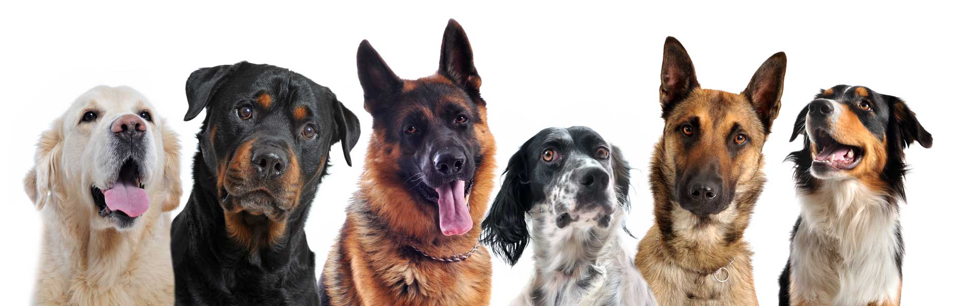 Photo of several dogs